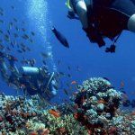 Dubaj chystá rekordne veľký projekt na ochranu koralových útesov