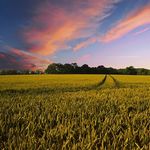 Plocha ekologicky obrábanej poľnohospodárskej pôdy v EÚ sa zväčšila na viac ako 15 mil. hektárov